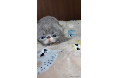 成約済の長崎県のエキゾチックショートヘア-82445の3枚目