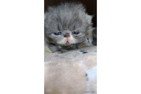 成約済の長崎県のエキゾチックショートヘア-82445の4枚目