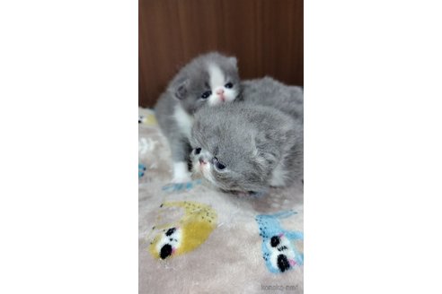 成約済の長崎県のエキゾチックショートヘア-82445の2枚目