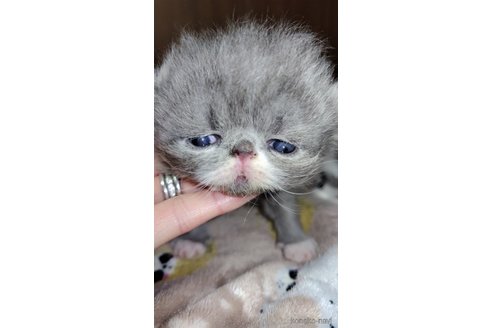 成約済の長崎県のエキゾチックショートヘア-82445の1枚目