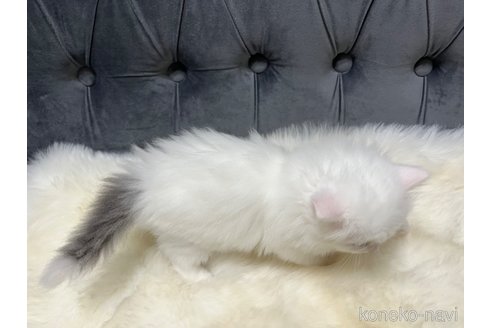 成約済の鹿児島県のミヌエット-79041の3枚目
