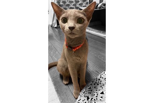 いちごちゃん1枚目