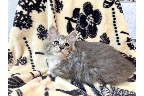 成約済の北海道のノルウェージャンフォレストキャット-82449の3枚目