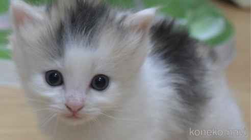 販売中の茨城県のノルウェージャンフォレストキャット-82463の4枚目