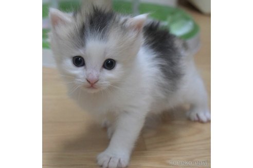 販売中の茨城県のノルウェージャンフォレストキャット-82463の3枚目