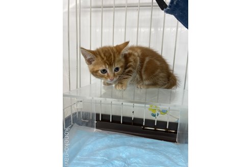 成約済の東京都のアメリカンショートヘア-82120の2枚目