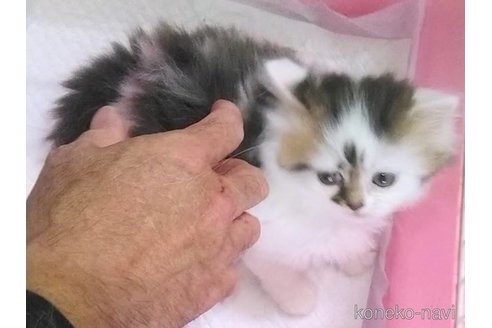 成約済の京都府のミヌエット-82483の5枚目