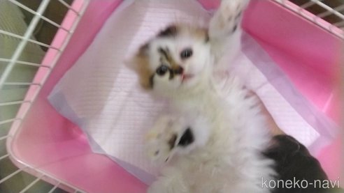 成約済の京都府のミヌエット-82483の7枚目