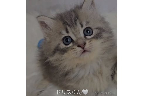 成約済の埼玉県のサイベリアン-79651の5枚目