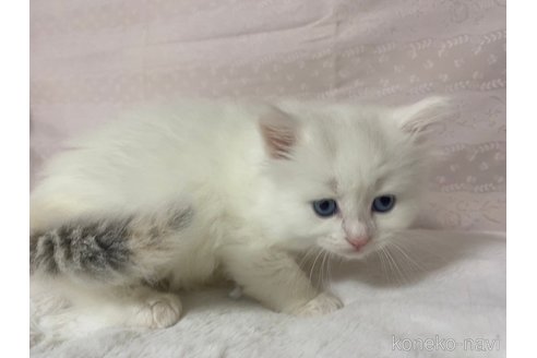 成約済の栃木県のサイベリアン-82514の3枚目