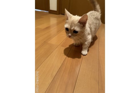 成約済の愛知県のマンチカン(短足)-78915の5枚目