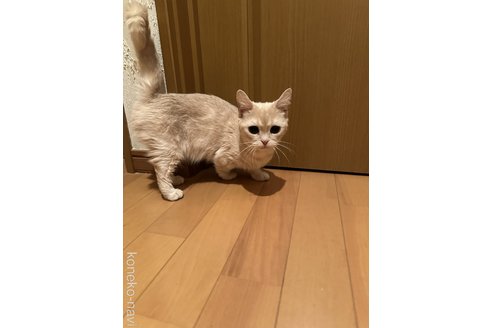 成約済の愛知県のマンチカン(短足)-78915の4枚目