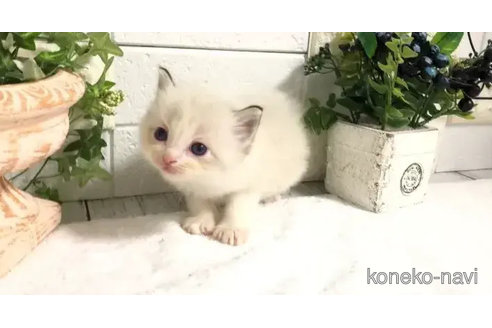 成約済の埼玉県のラグドール-82555の7枚目