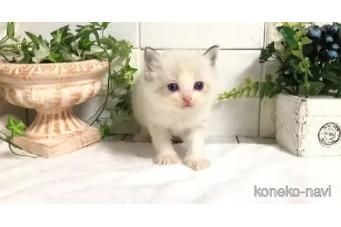 成約済の埼玉県のラグドール-82555の9枚目