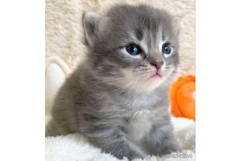 成約済の埼玉県のサイベリアン-82556の7枚目