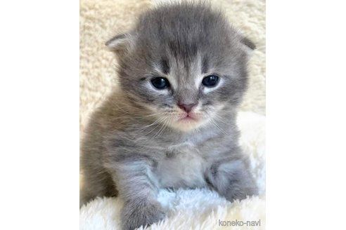 成約済の埼玉県のサイベリアン-82556の6枚目