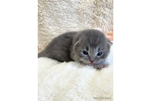 成約済の埼玉県のサイベリアン-82556の5枚目