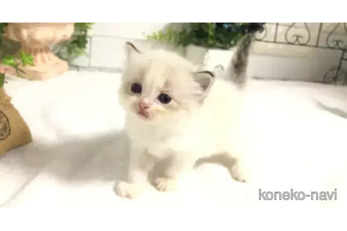 成約済の埼玉県のラグドール-82557の8枚目