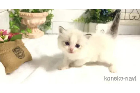 成約済の埼玉県のラグドール-82557の9枚目