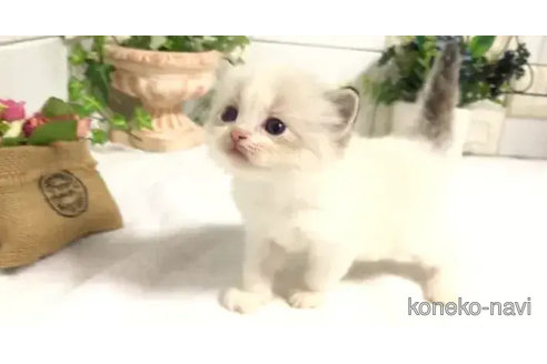 成約済の埼玉県のラグドール-82557の10枚目