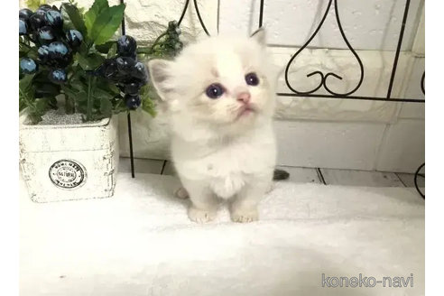 成約済の埼玉県のラグドール-82557の7枚目