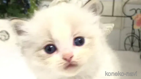 成約済の埼玉県のラグドール-82557の6枚目