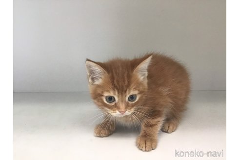 成約済の山形県のスコティッシュフォールド-82575の5枚目