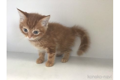 成約済の山形県のスコティッシュフォールド-82575の2枚目