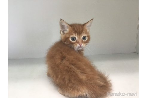 成約済の山形県のスコティッシュフォールド-82575の3枚目