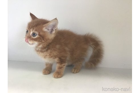 成約済の山形県のスコティッシュフォールド-82575の4枚目