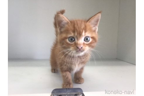 成約済の山形県のスコティッシュフォールド-82581の5枚目