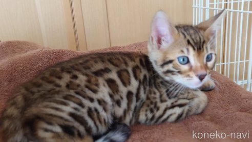 成約済の長野県のベンガル-77443の2枚目