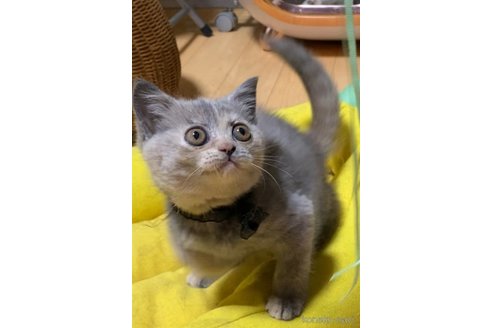 成約済の静岡県のブリティッシュショートヘア-82135の6枚目