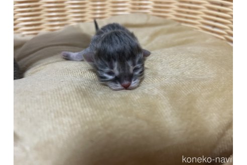 成約済の宮城県のスコティッシュフォールド-82624の25枚目
