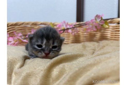 成約済の宮城県のスコティッシュフォールド-82624の23枚目