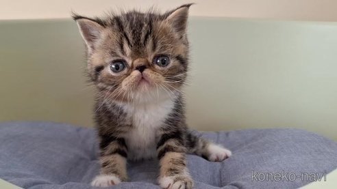 成約済の岐阜県のエキゾチックショートヘア-82628の6枚目