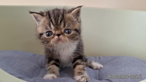 成約済の岐阜県のエキゾチックショートヘア-82628