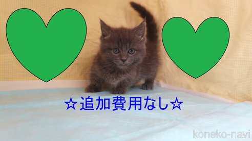 成約済の東京都のマンチカン(短足)-81301の1枚目