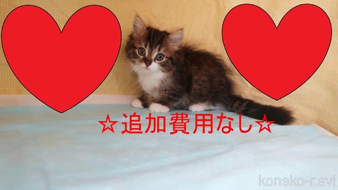 成約済の東京都のマンチカン-80382の1枚目