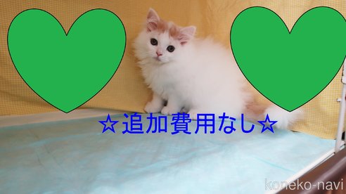 成約済の東京都のマンチカン-77410の1枚目