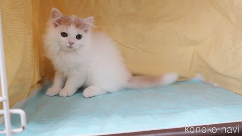 成約済の東京都のマンチカン-77410の6枚目