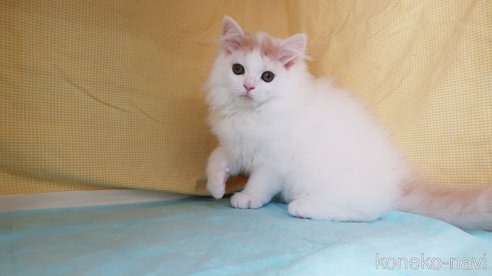 成約済の東京都のマンチカン-77410の5枚目