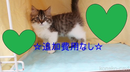 成約済の東京都のスコティッシュフォールド-77409の1枚目