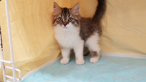 成約済の東京都のスコティッシュフォールド-77409の8枚目