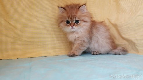 成約済の東京都のミヌエット-81299の2枚目