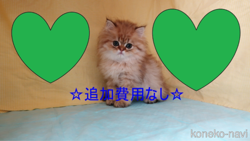 成約済の東京都のミヌエット-81299の1枚目