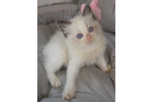 成約済の大阪府のラグドール-82738の2枚目