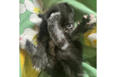 成約済の愛知県のマンチカン-82739の2枚目