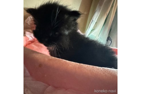 成約済の愛知県のマンチカン-82739の5枚目