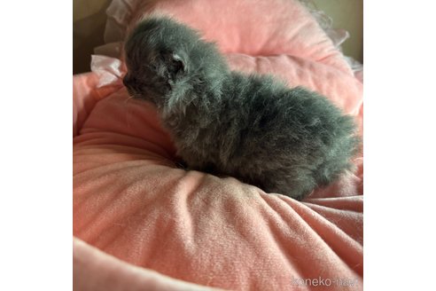 成約済の愛知県のマンチカン-82621の2枚目